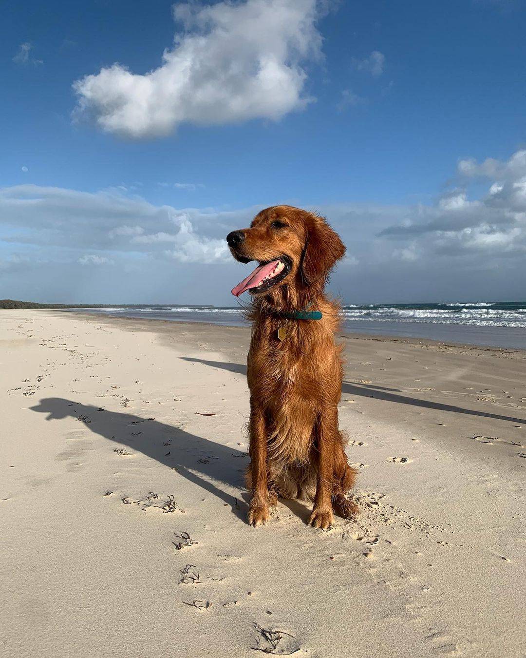 Flinders Beach – Minjerribah Camping, Dog Friendly Camping Queensland
