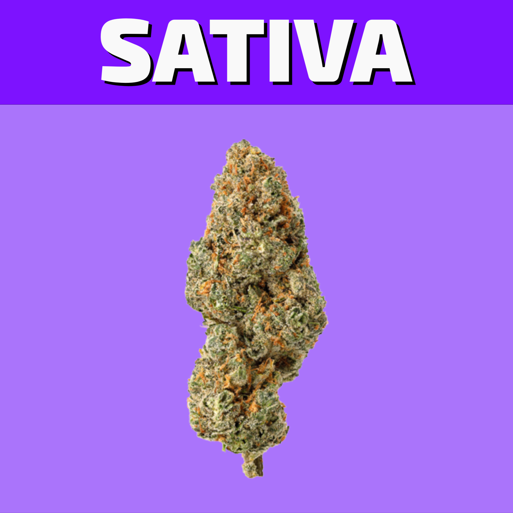 Shop our selection of Sativa Cannabis online and have it delivered same day in Winnipeg or visit our dispensary on 580 Academy Road.