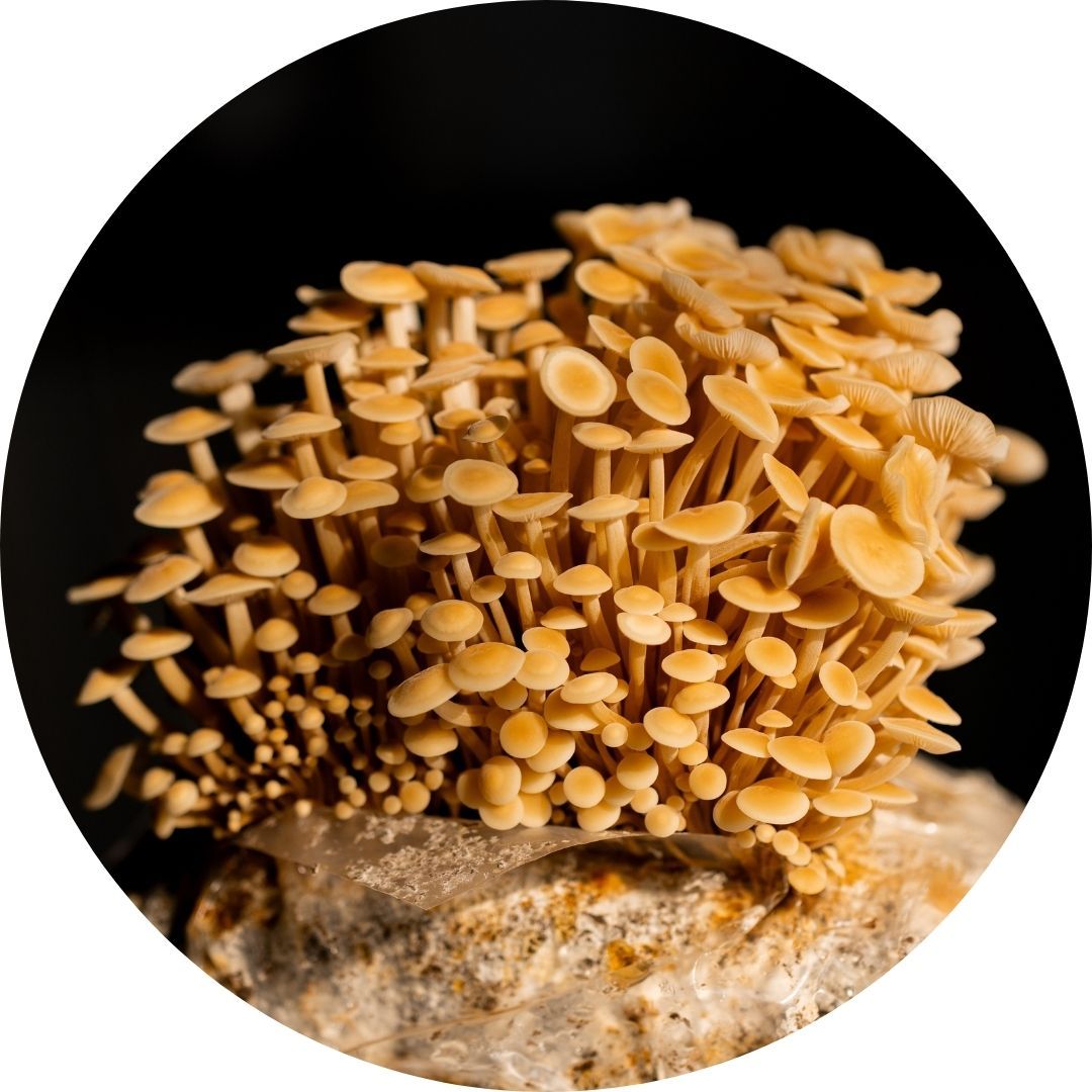 Golden Enoki mushrooms