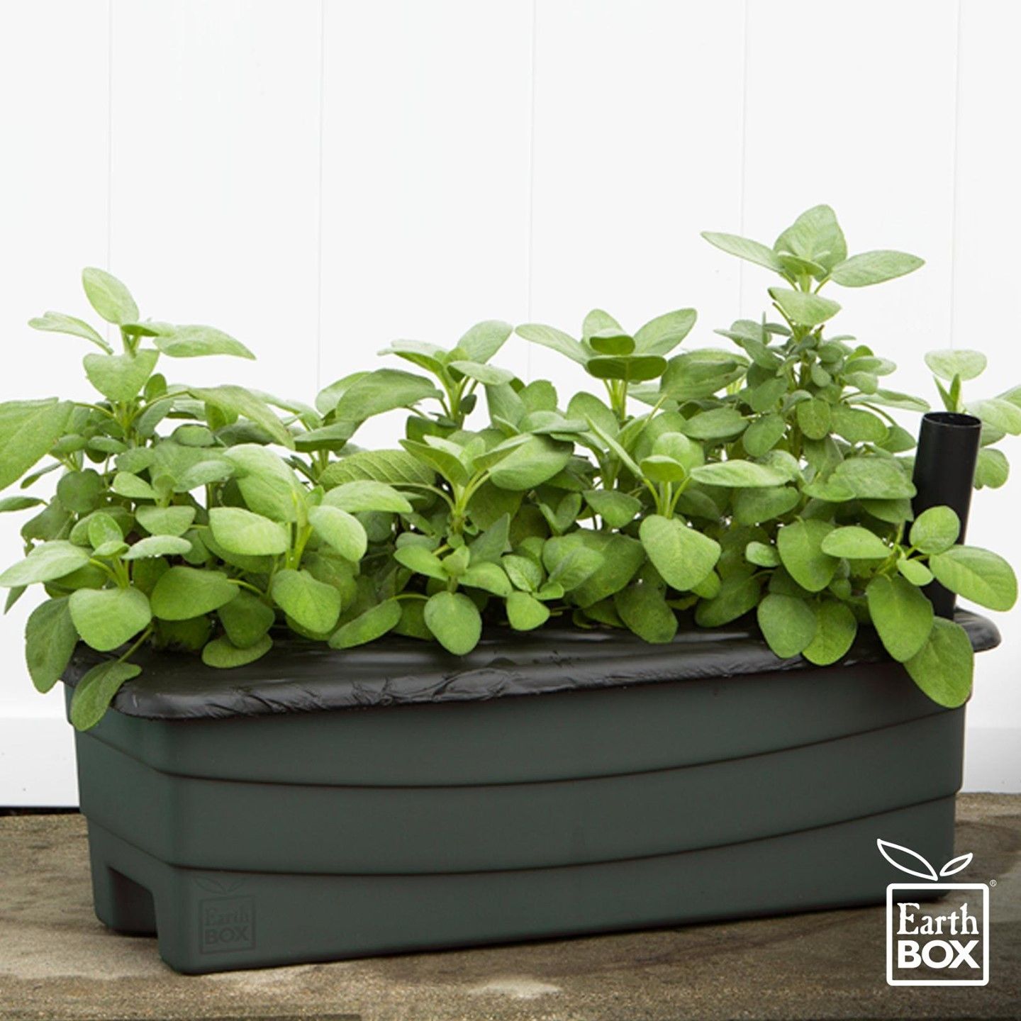 Fresh herbs growing in a dark green EarthBox Junior container
