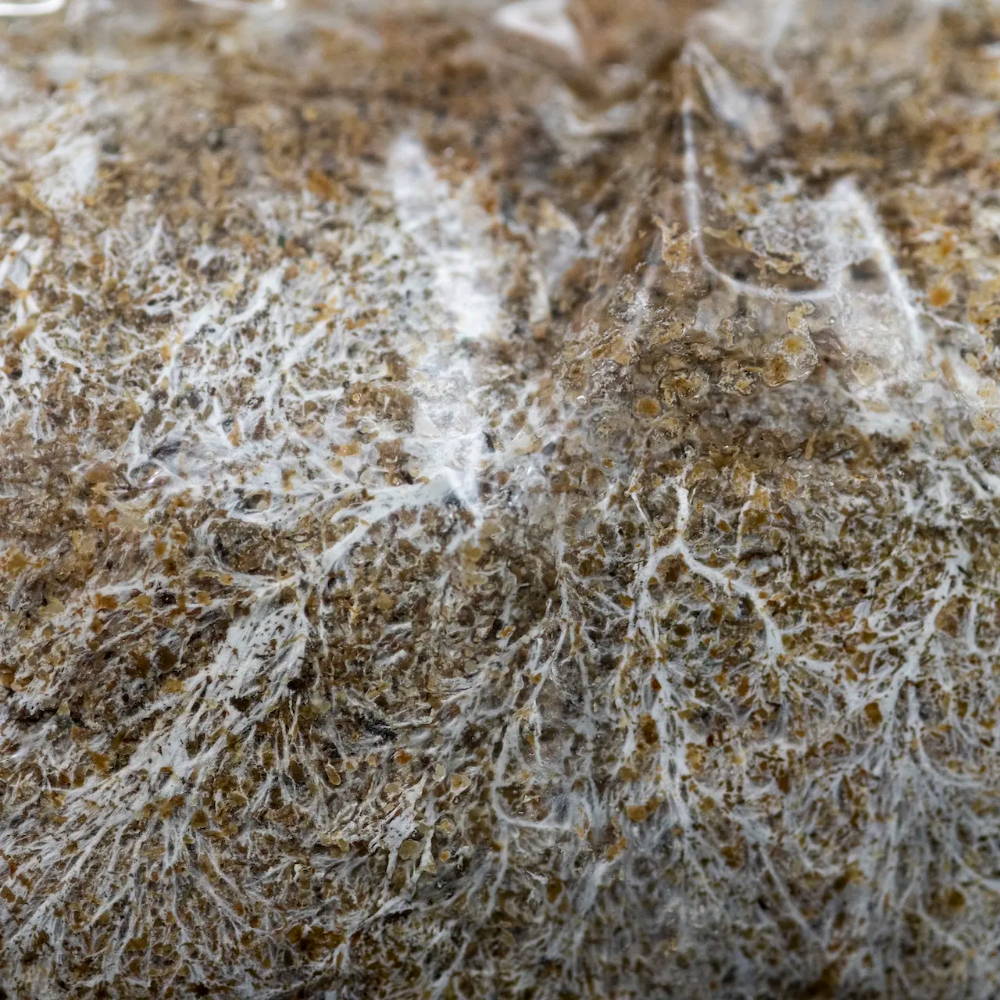 Mycelium on sawdust spawn