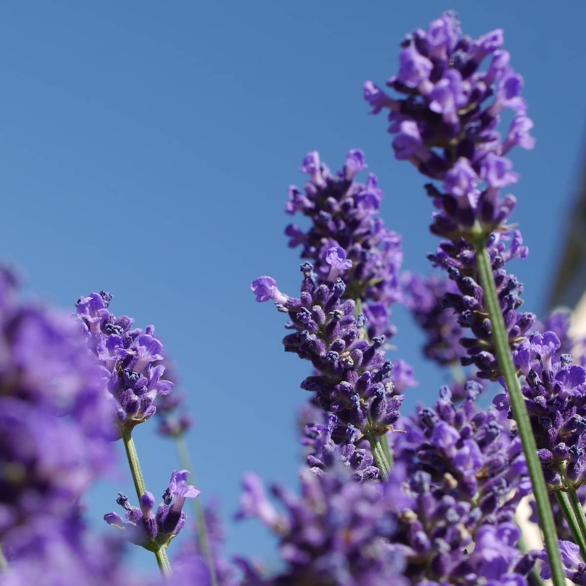 Purple lavender stem and buds in blue sky