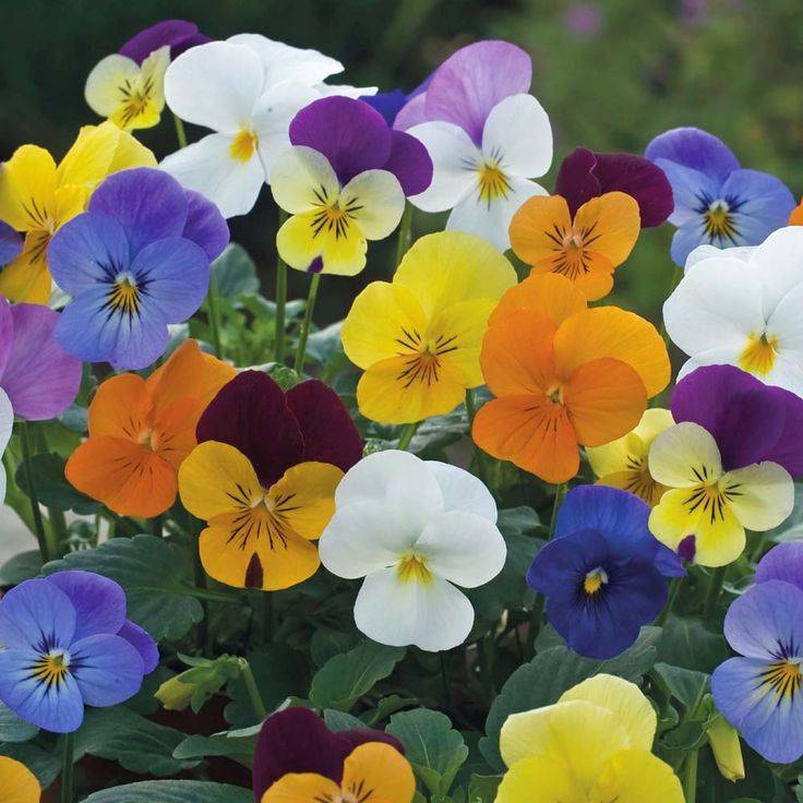 pansy seeds