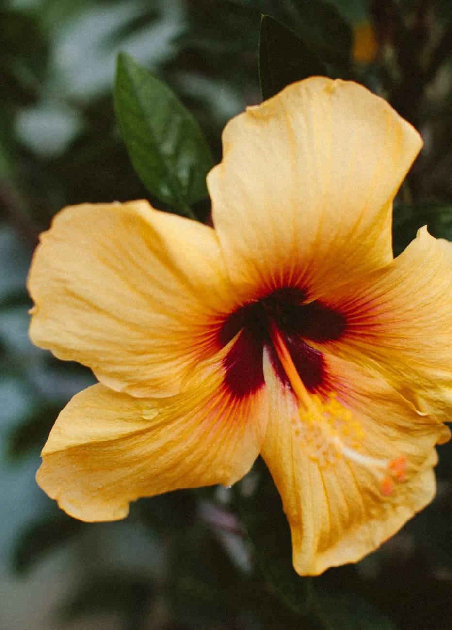 Hawaiian hibiscus