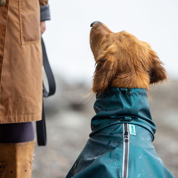 A dog in a raincoat looks up at a person.