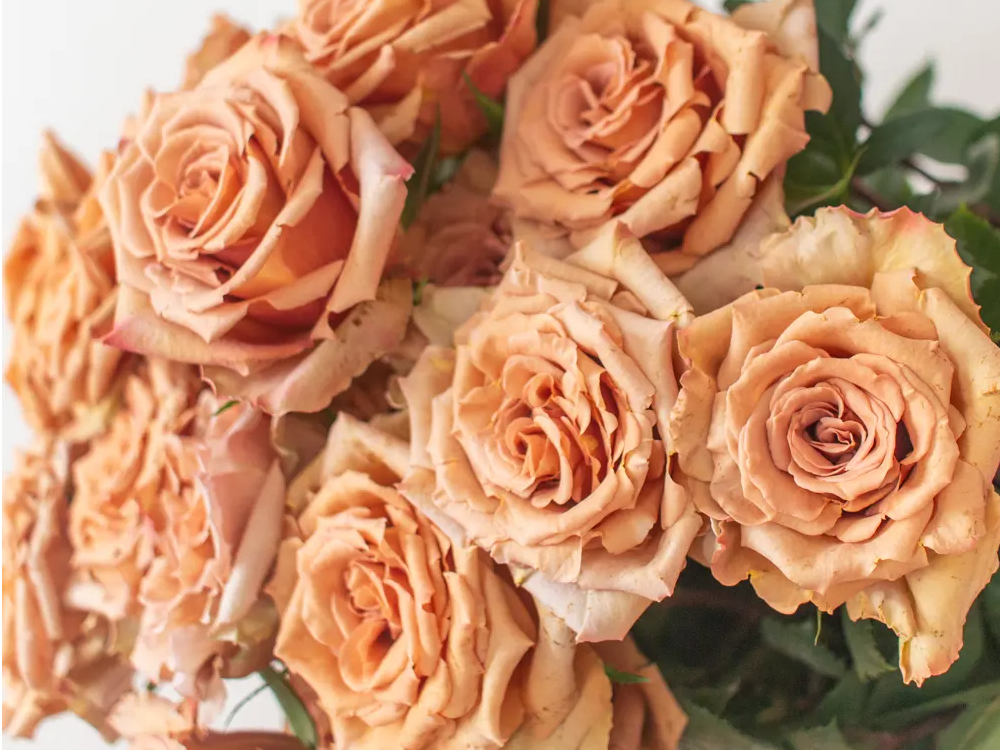 toffee roses