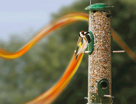 Goldfinch feeding on bird feeder filled with seed mix