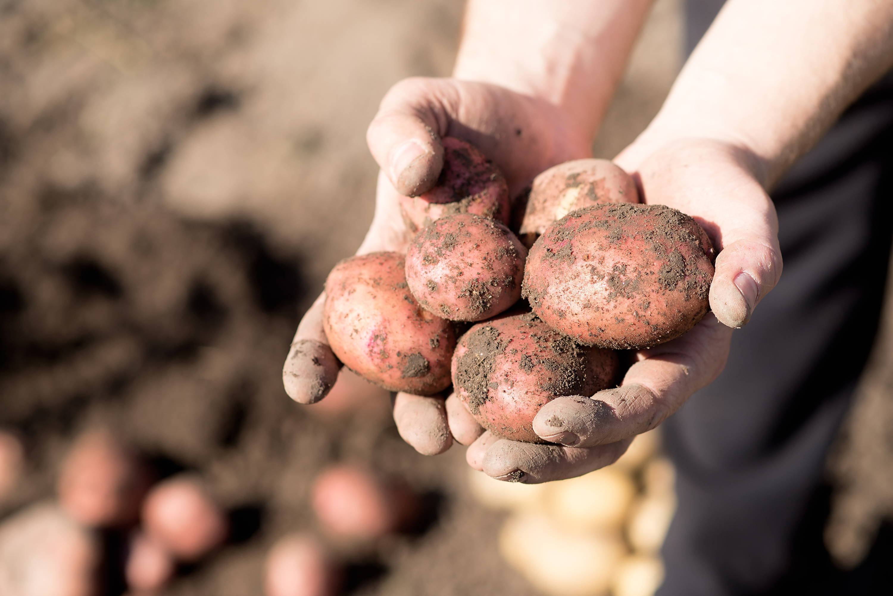 How to grow potatoes in bags – Marshalls Garden