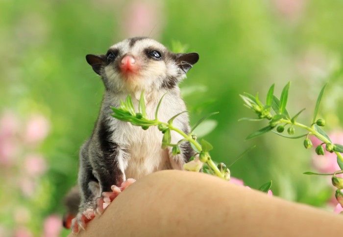 Sugar Glider