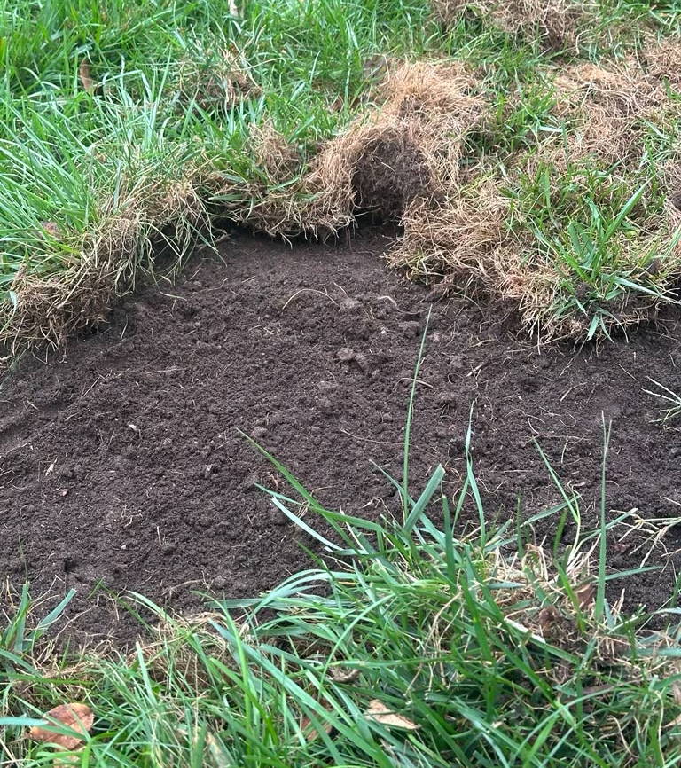 Bare patch of soil surrounded by grass and uprooted sod.