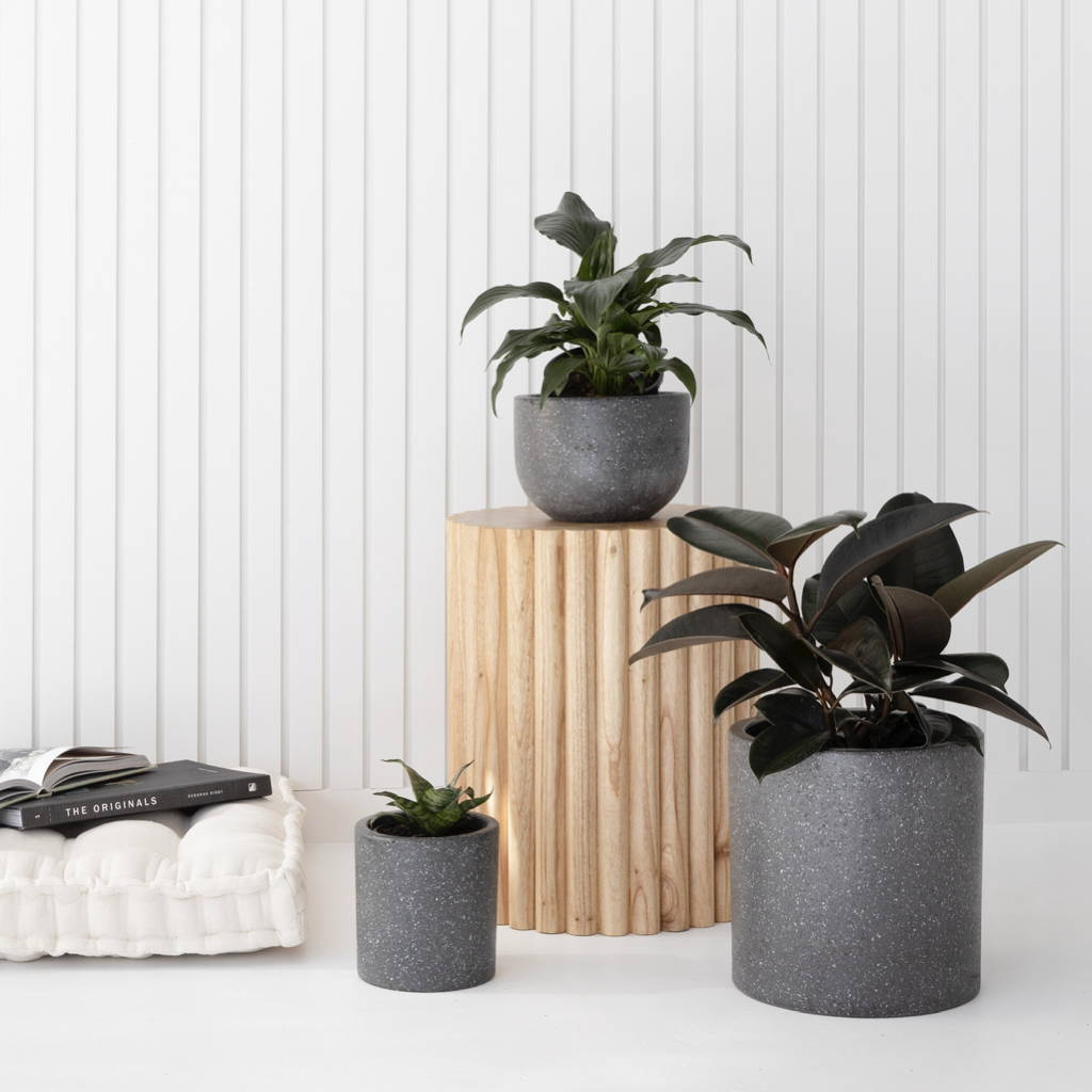 Office Plant Collection consisting of three indoor plants in black decorative pots