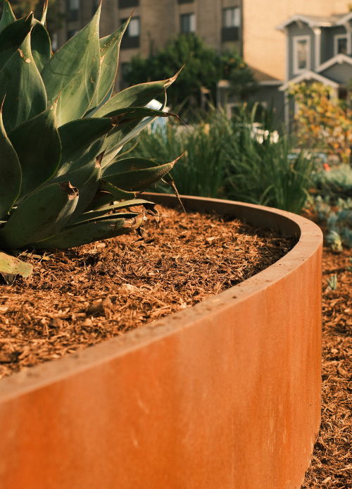Close-up of a plant in a curved metal planter.