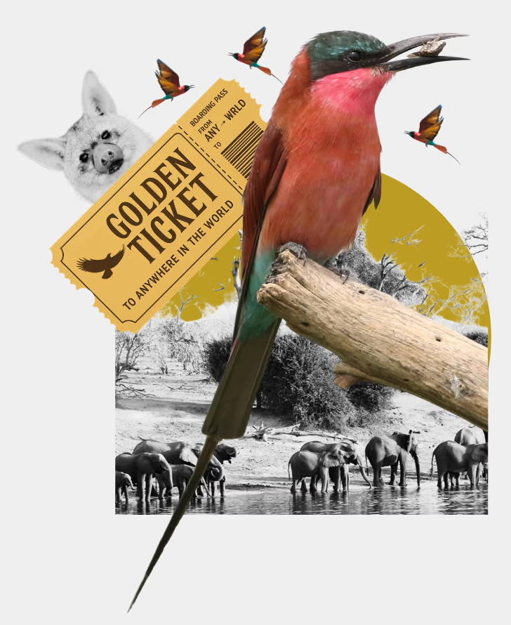 Birding golden ticket image of a Southern Carmine Bee-eater
