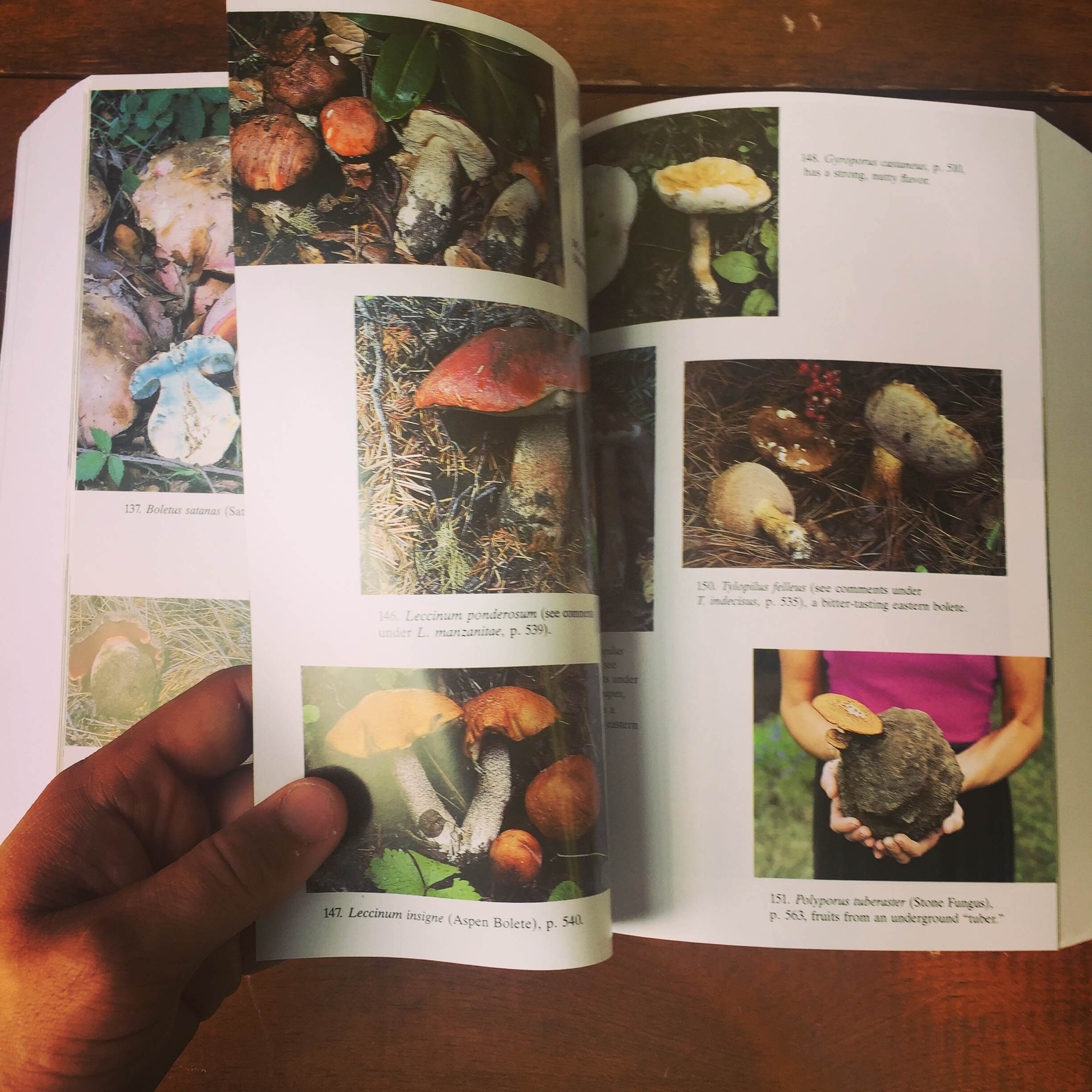 a mushroom book