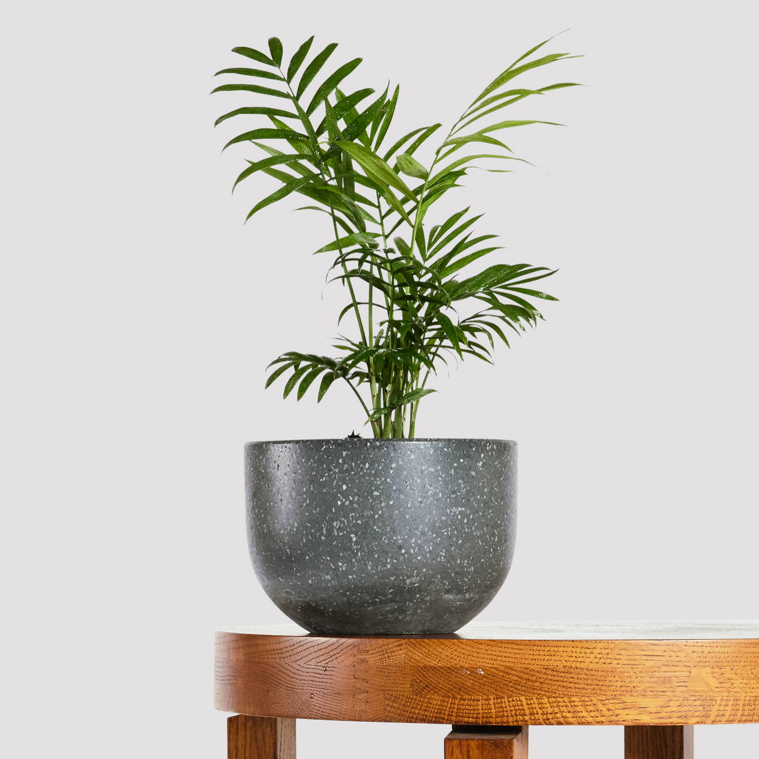 Bamboo Parlor Palm in Pierre Terrazzo Pot Black at The Good Plant Co