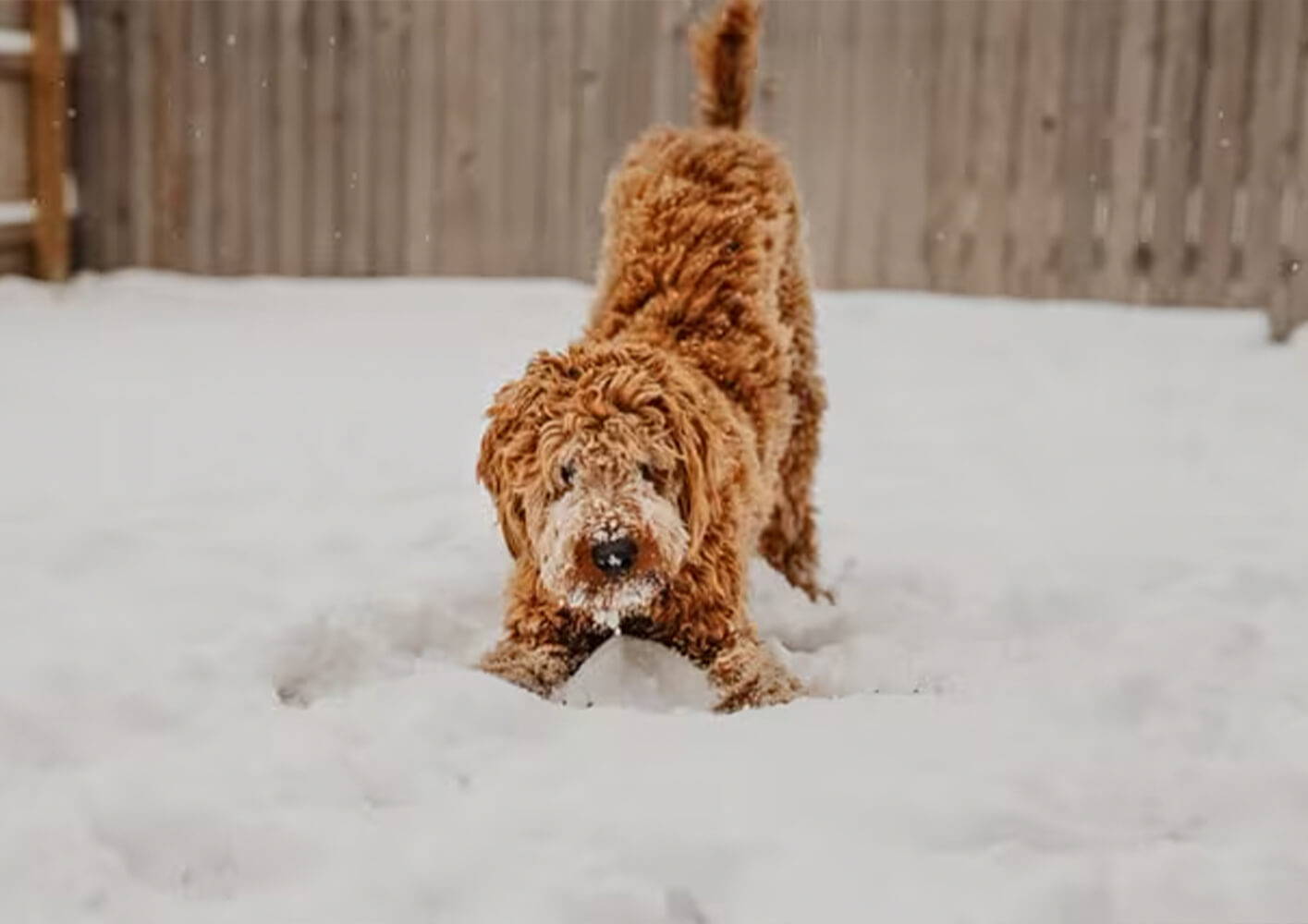 Healthy snacks to pack for your winter dog walk