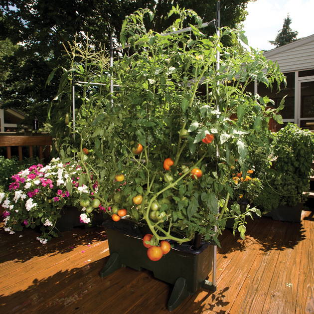 Tomatoes growing in a dark green EarthBox container gardening system