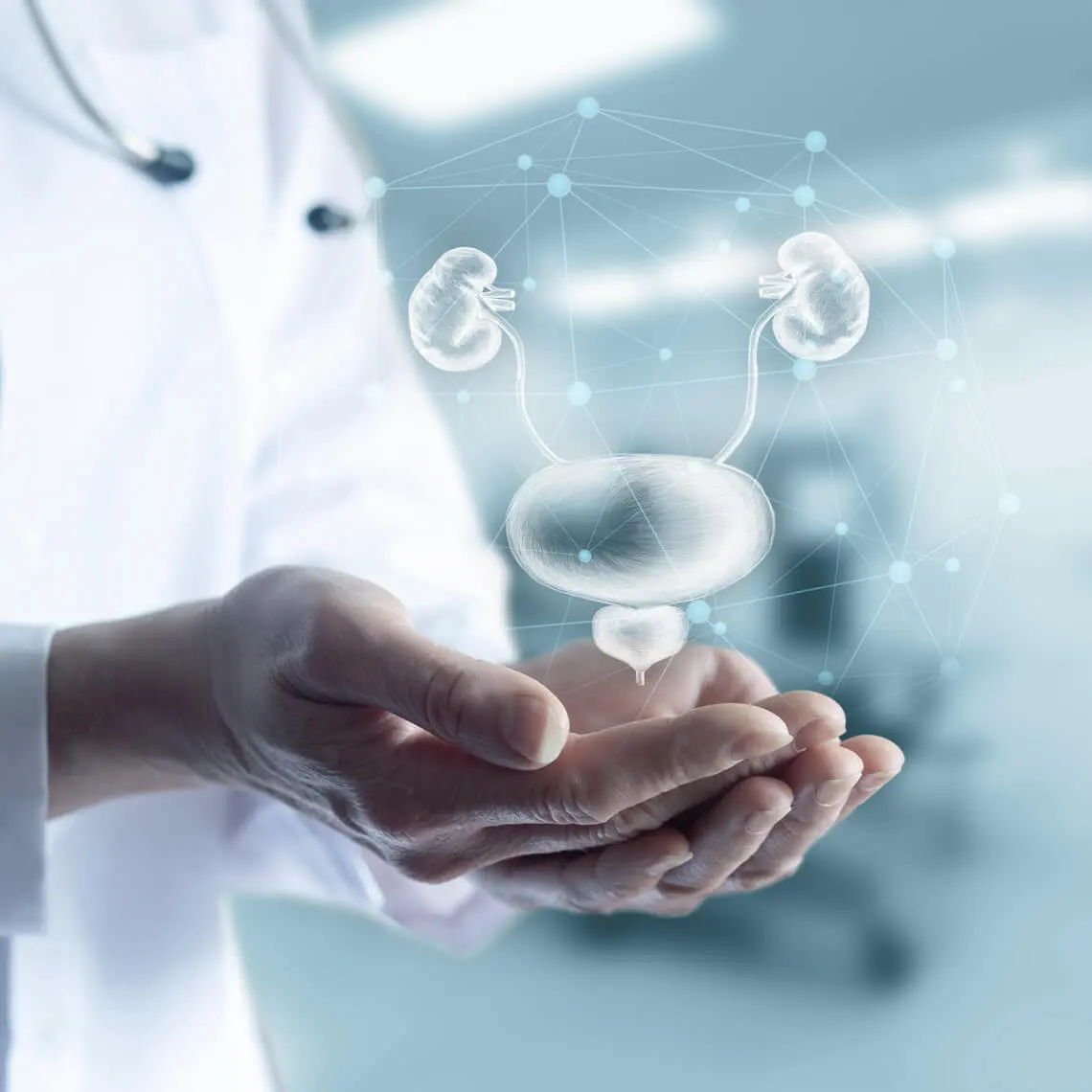 A doctor holding a digital representation of the urinary system.