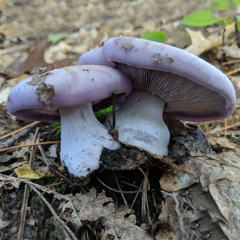 blewit mushrooms