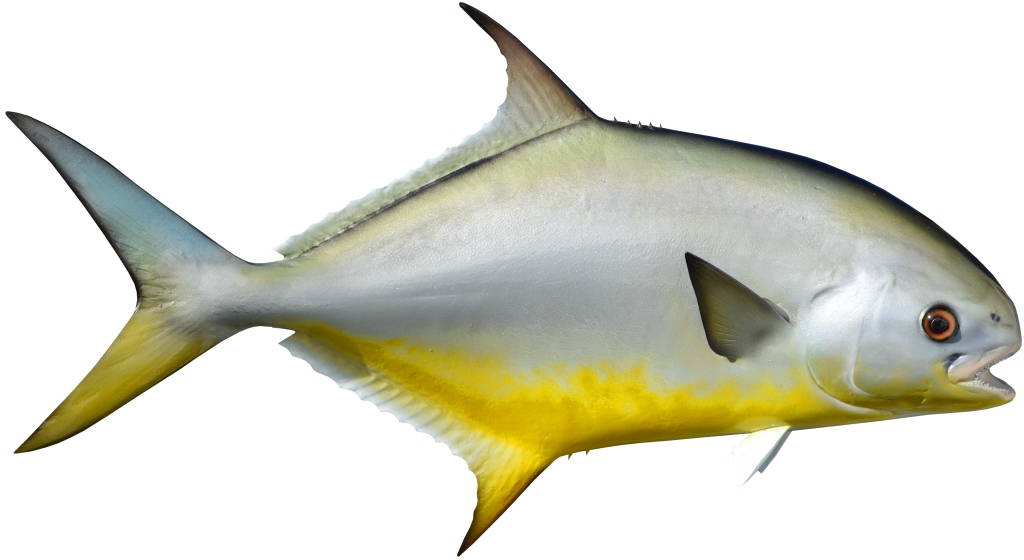 Pompano Fish