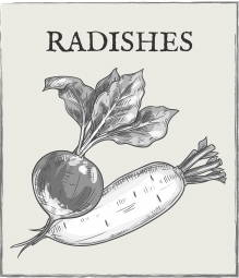 Jump down to Radishes growing guide