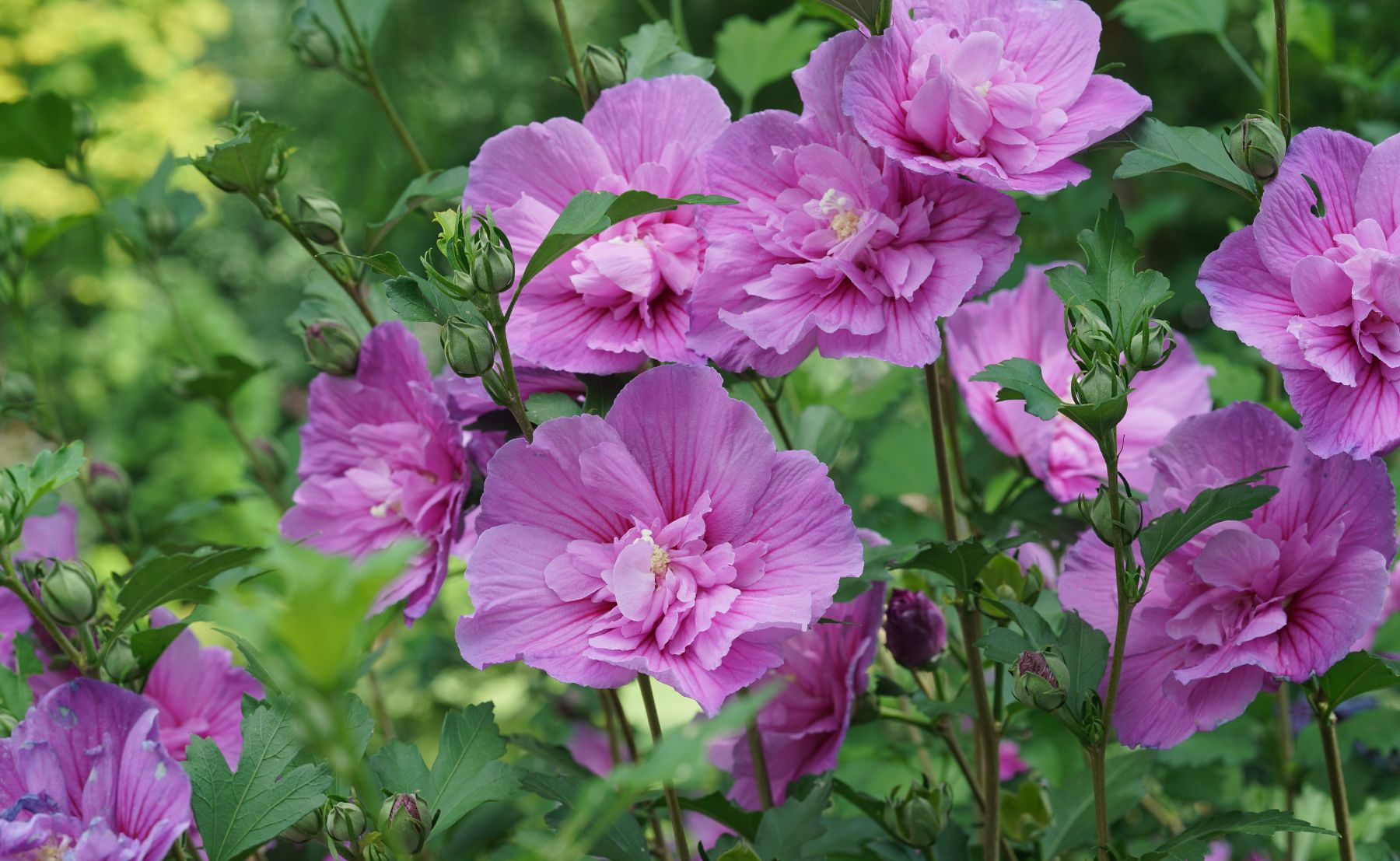 Photo of Dark Lavender Chiffon® Rose of Sharon