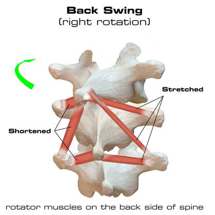 spine rotation to right in backswing