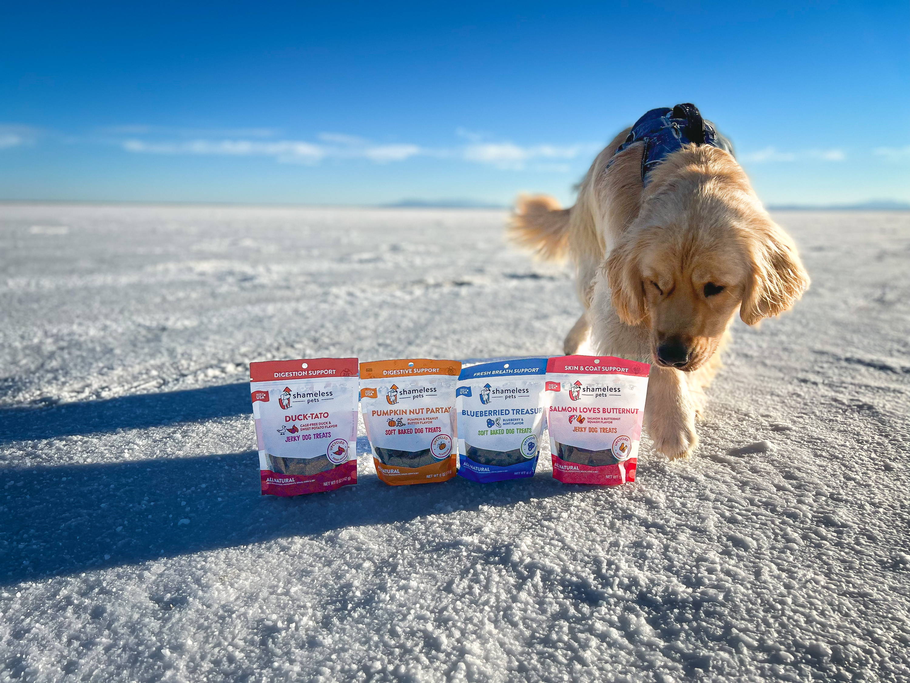 dog with gut healthy pet snacks