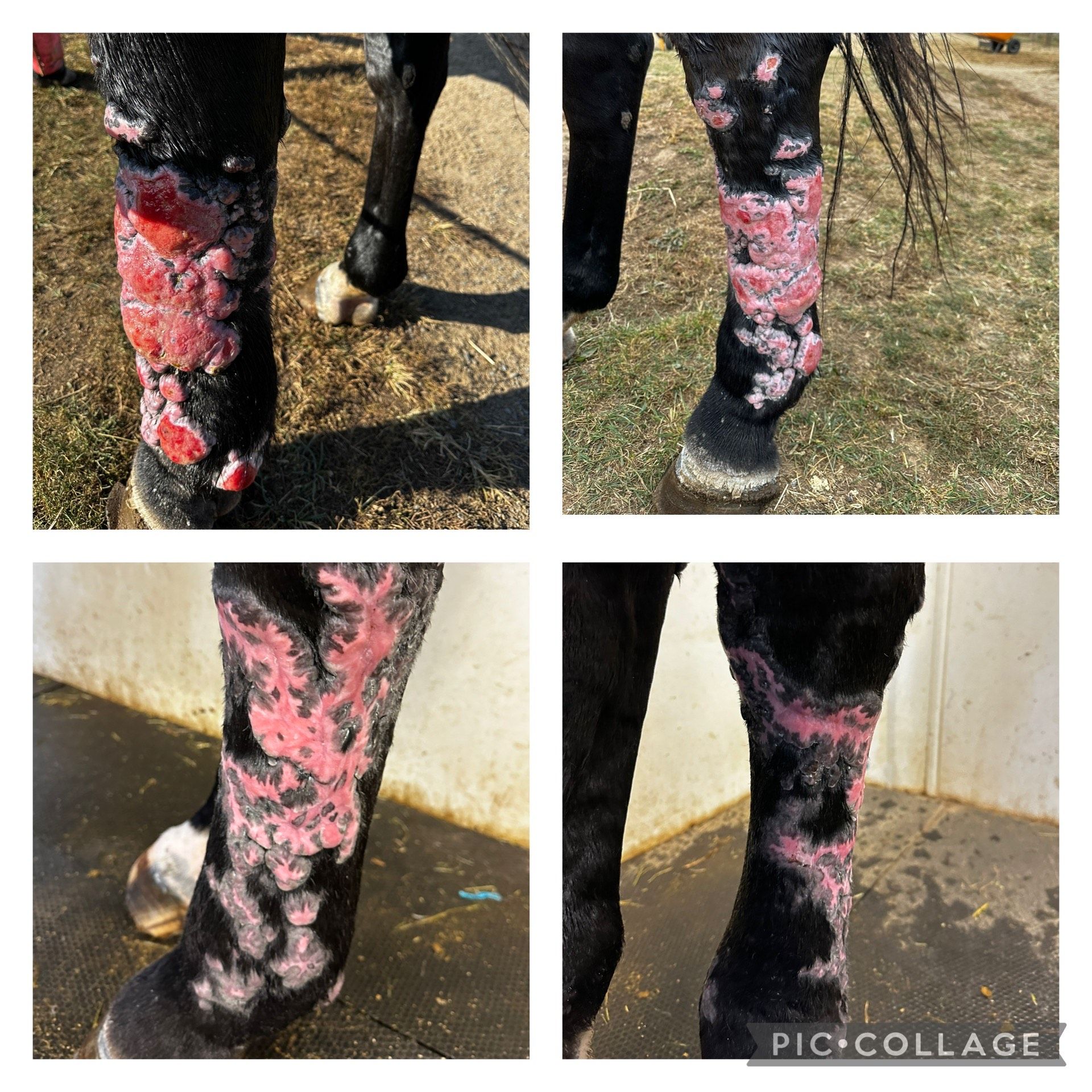 Kathleen Sharaf C&K Before & After 2 months