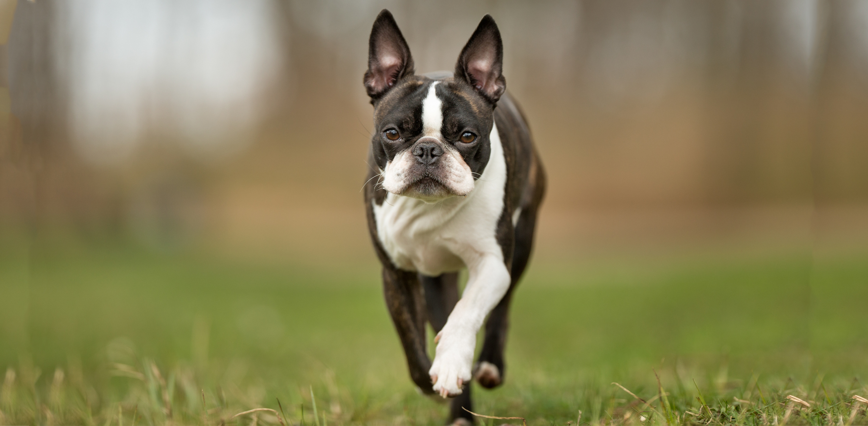 how much should a boston terrier weight at 4 months