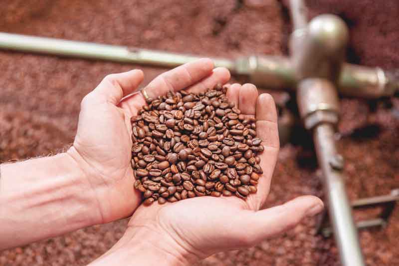 Hands holding roasted coffee beans over a background of more beans.
