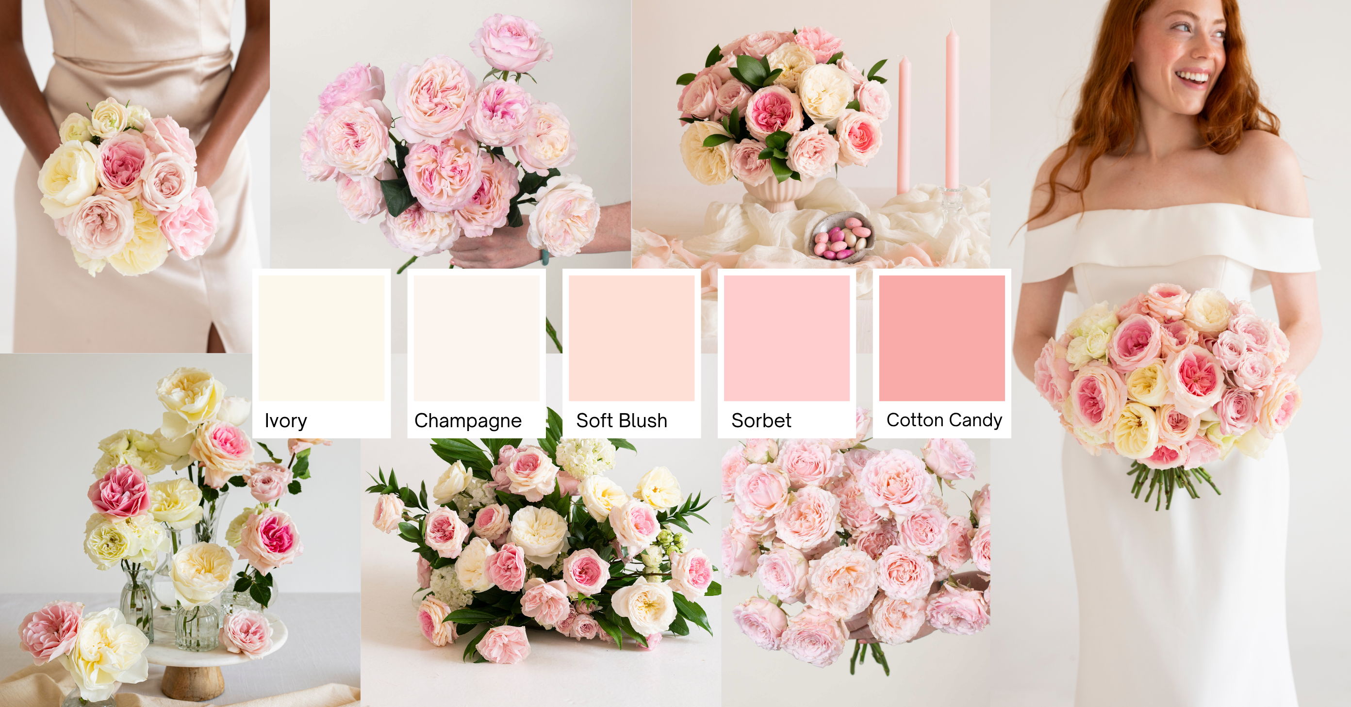 Blush and Cream Garden Rose header
