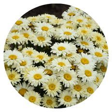 Pollinating Perennials, Amazing Daisies® 'Banana Cream II' Shasta Daisy