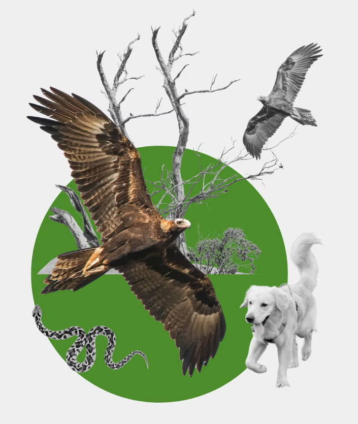 Wedge-tailed Eagle and Ruby Gills' bird moment