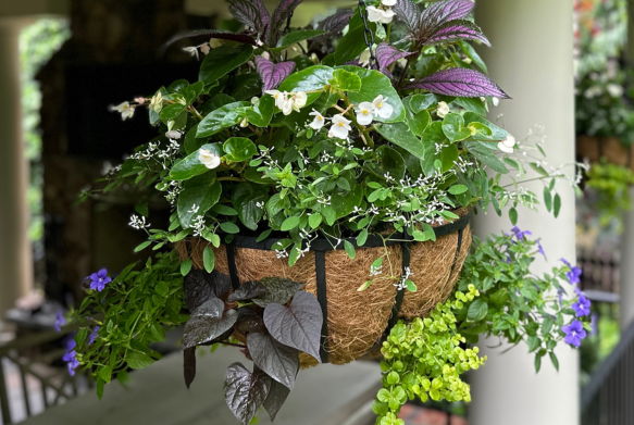 Hanging planter filled with various green plants and white flowers.