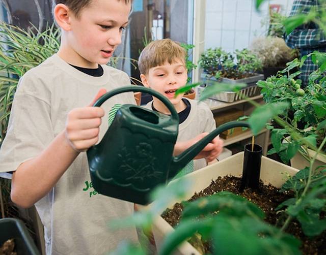 Caring for classroom veggies!