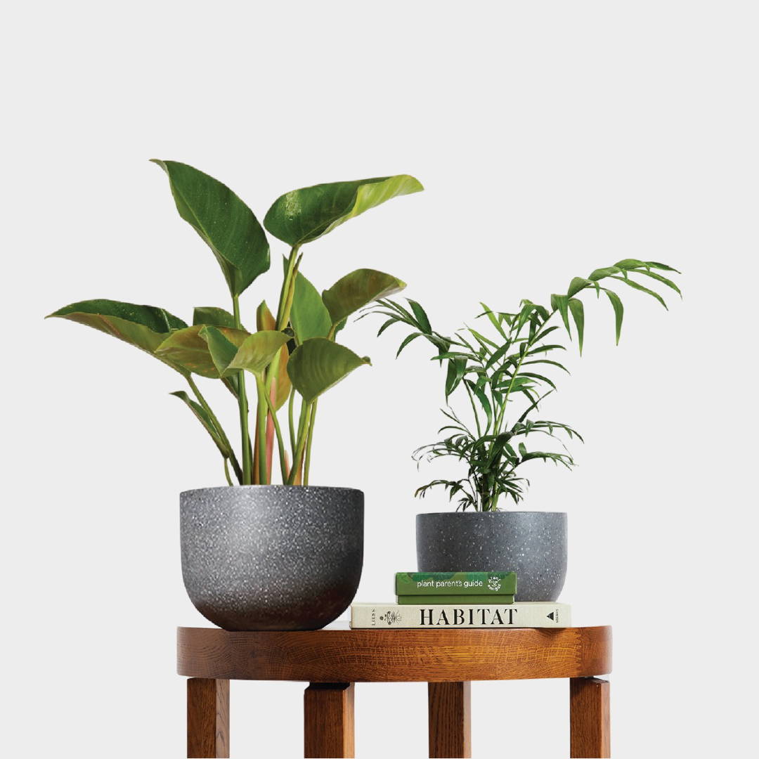 Bamboo Parlor Palm on table with Philodendron Congo Green with books from The Good Plant Co