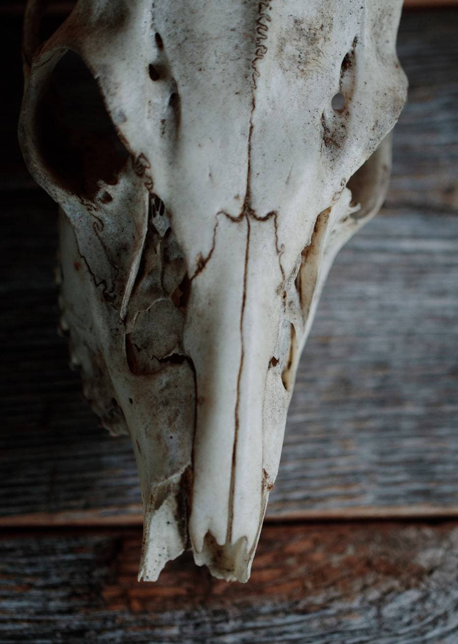 True Wild Florida Skull