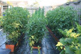 Early season heirloom tomato growth