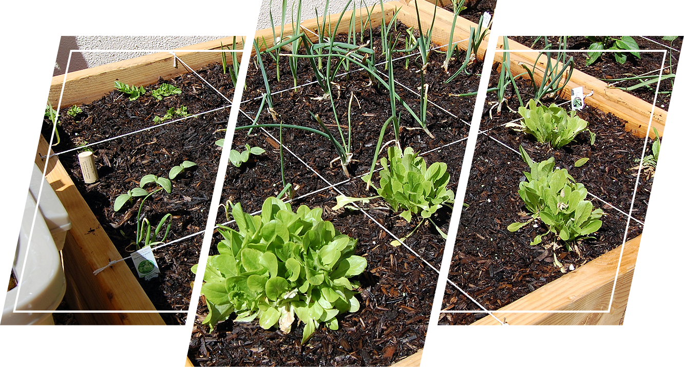 Companion plants in raised beds