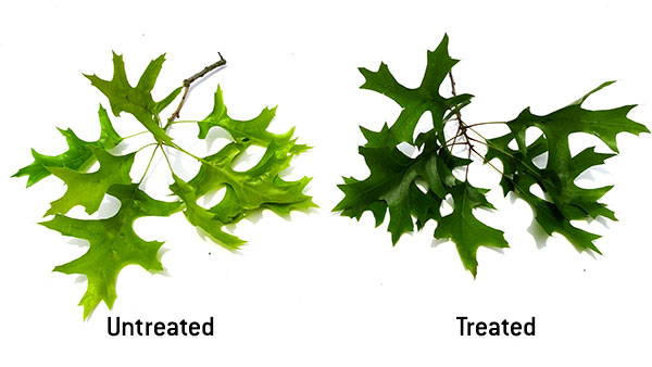 A comparison of Untreated and Treated applications of Cambistat Greener leaves