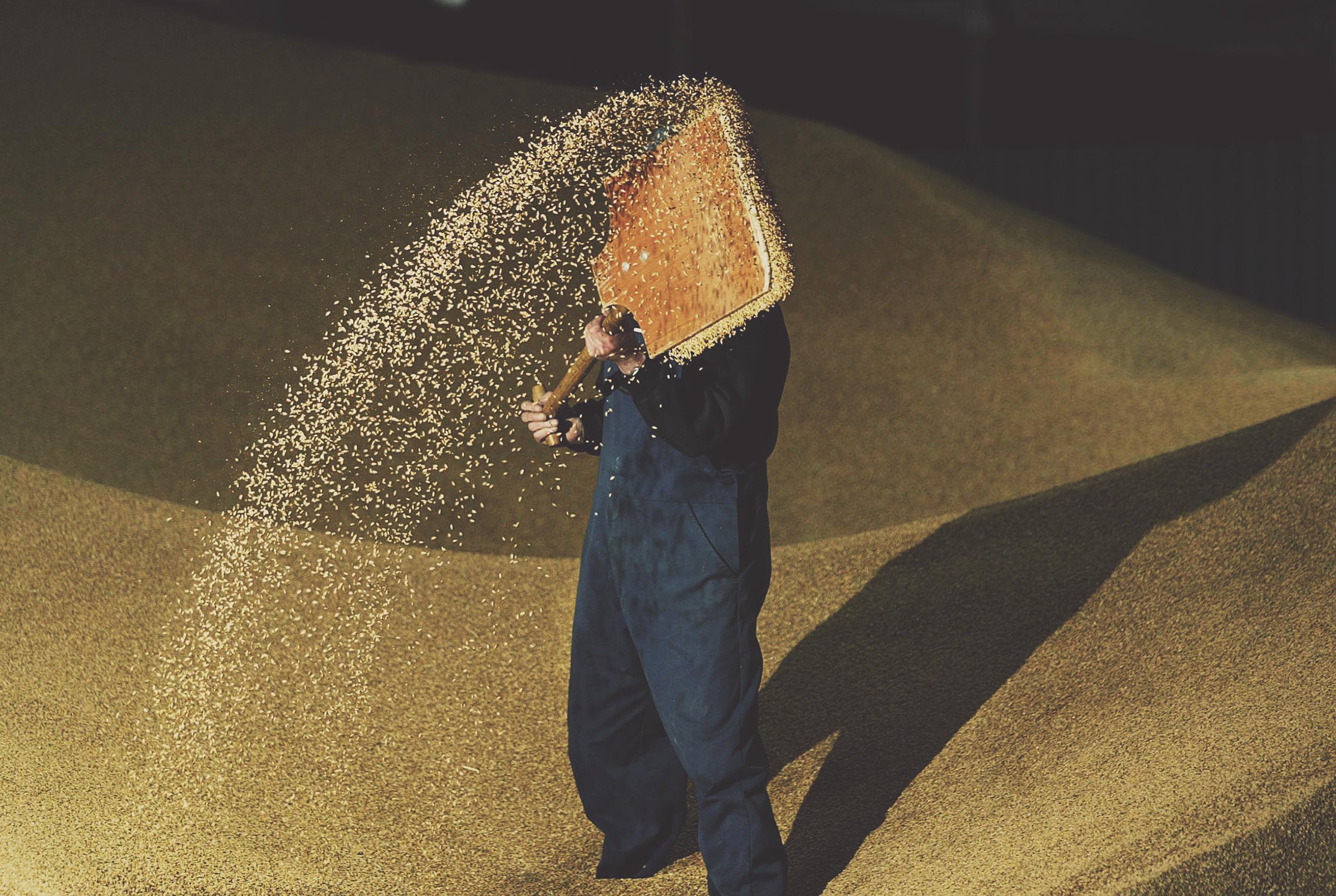 Person pouring grains from a container onto a pile.