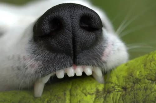 Extreme close-up of a white dog with a black nose biting into a green soft toy.