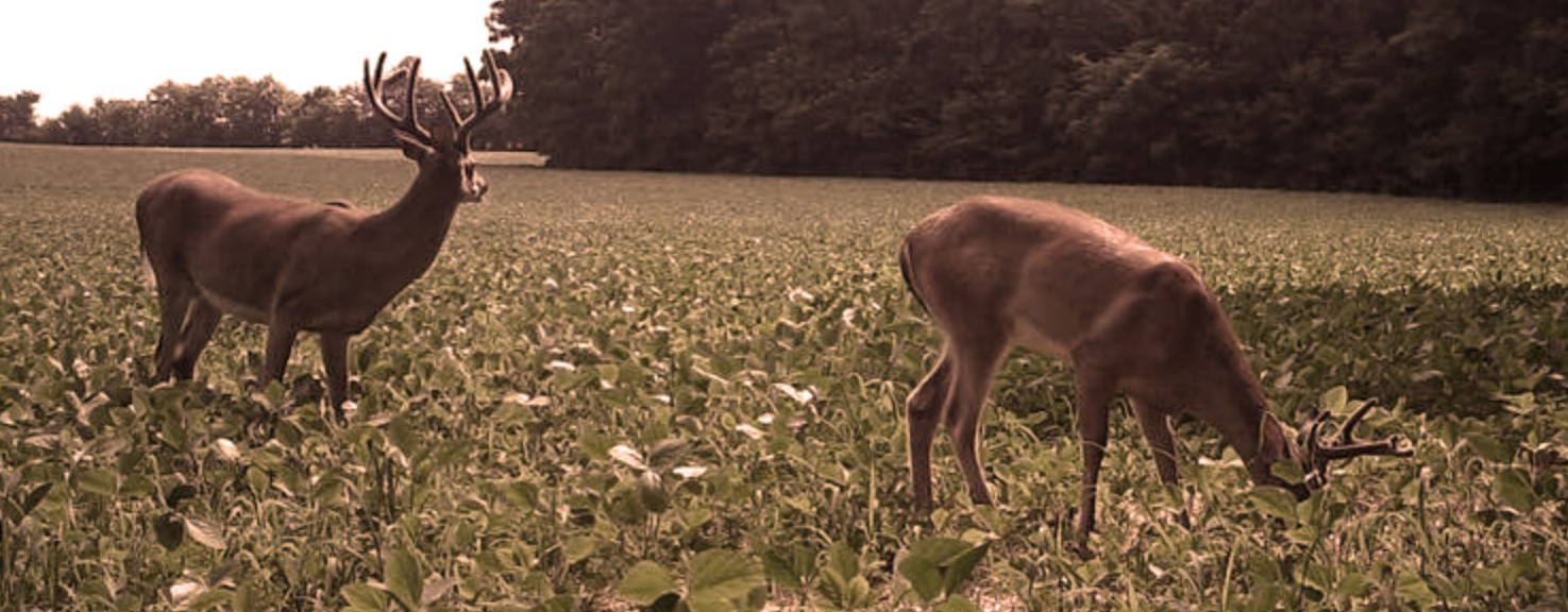 Two whitetail deer in a food plot. On the right, a buck is eating while the other buck is looking out into the forest. 