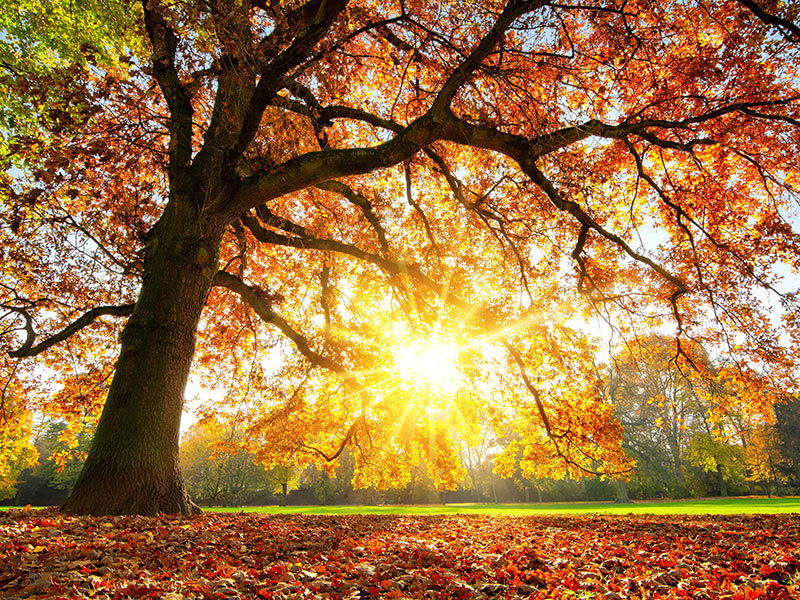 majestic oak