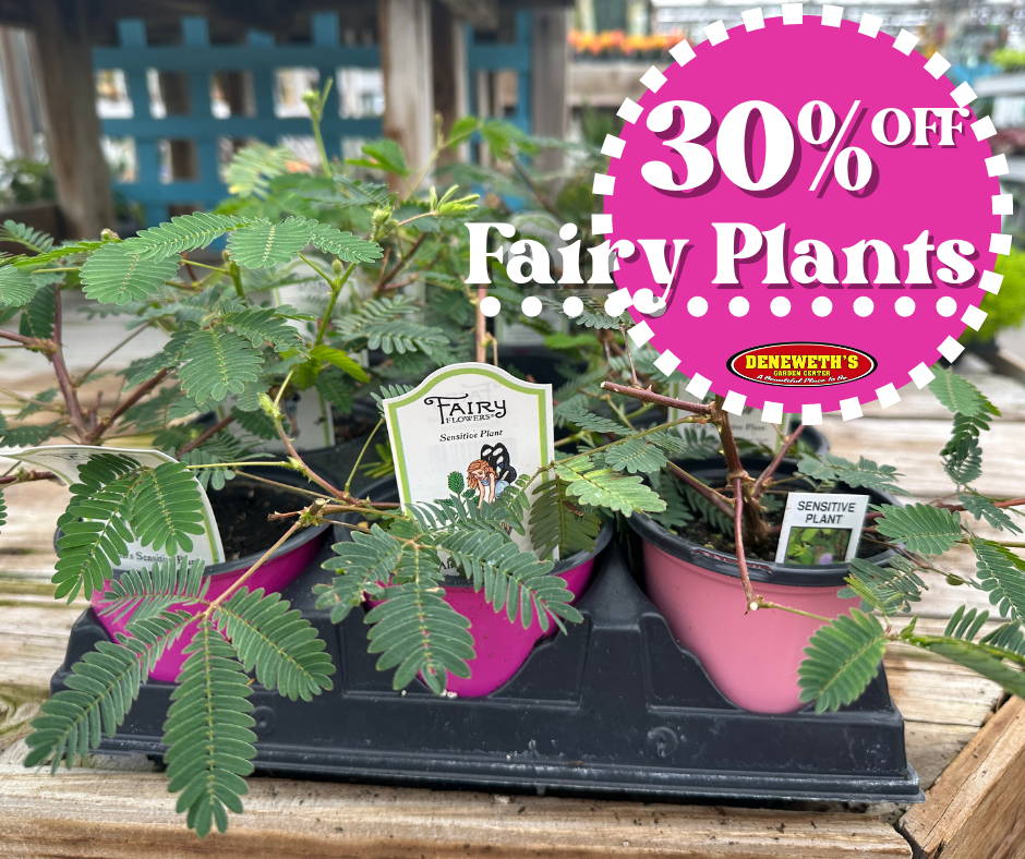 30% off Fairy Plants