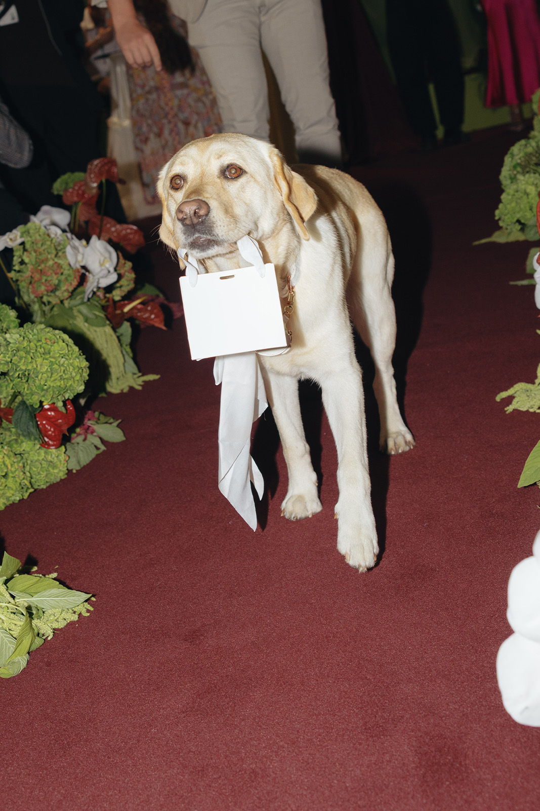 A Labrador retriever holding a white card in its mouth on a red carpet.