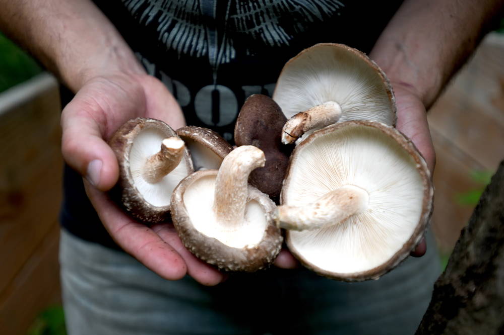 All About Shiitake Mushrooms – North Spore