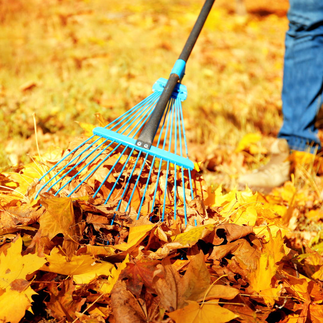 Person raking yard of leaves for composting