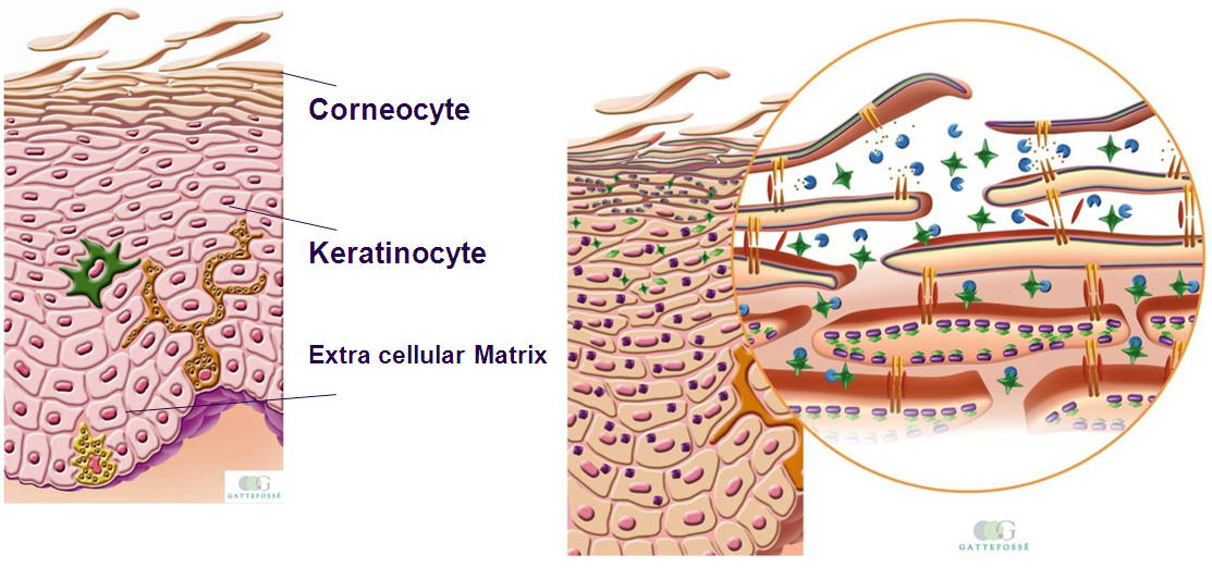 Exfoliation process 